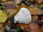 Bimbós pöfeteg (Lycoperdon perlatum), Pilis